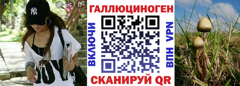 Псилоцибиновые грибы Psilocybe  omg   Лихославль  где можно купить  